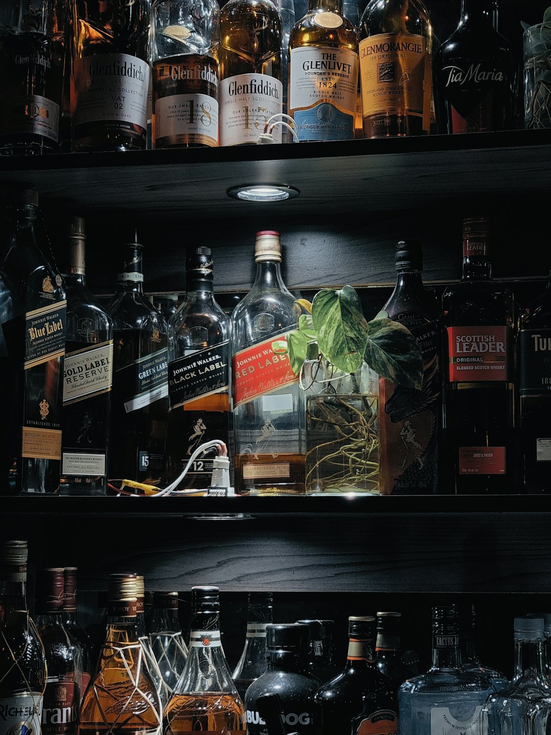 Botellas de licor y una planta dispuestas en estantes de madera.